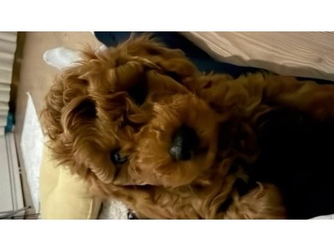 Kore toy poodle