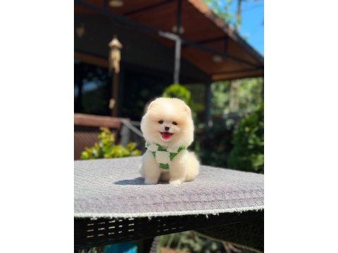 Sağlık ve ırk garantili pomeranian köpekler