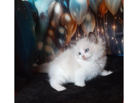 Okyanus ötesinden ragdoll