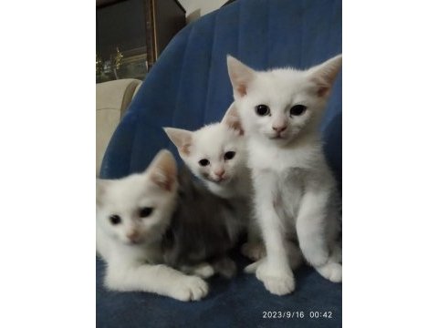 3 aylık british mavi göz erkek