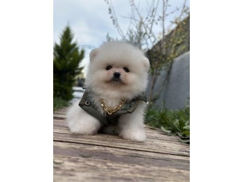 Üst kalite ayı surat pomeranian boo yavrular