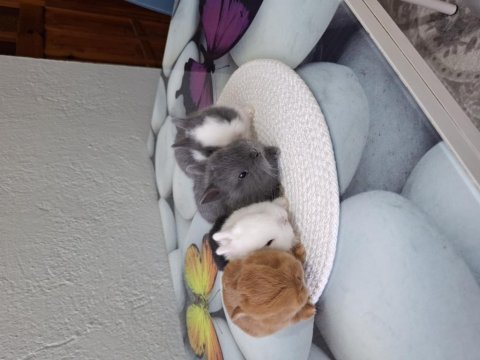 Cüce tavşan ev ortamından