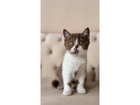 Cinnamon bicolor dişi british shorthair