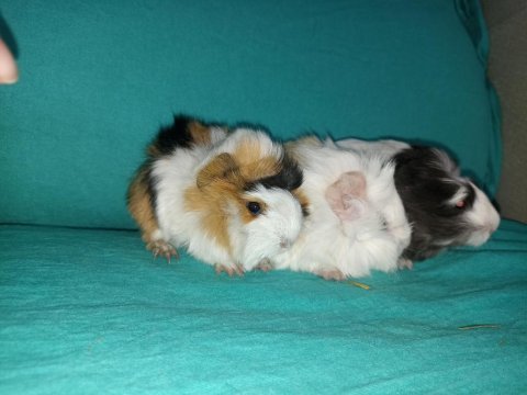 Kapıya teslim guinea pig setleri