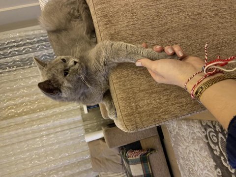 British shorthair gri 2 yaşında dişi