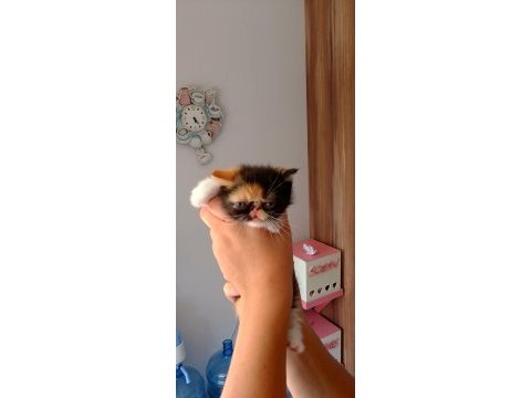 Yeni yuvamıza evimize kedimiz