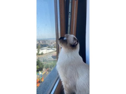 Sorunsuz sakin ev kedisi