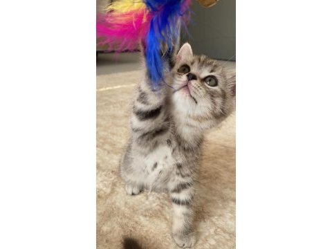 3 dişi ve 1 erkek british shorthair yavrular