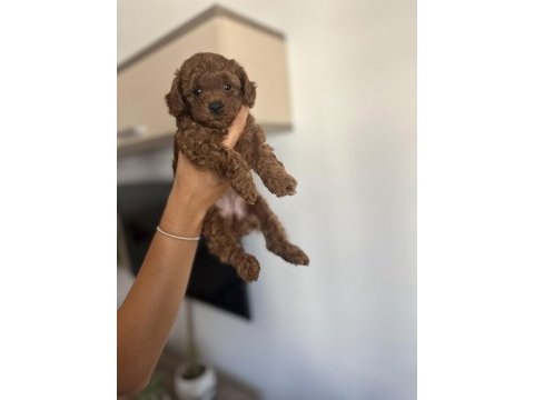 En küçük boy, gerçek red brown renginde poodle