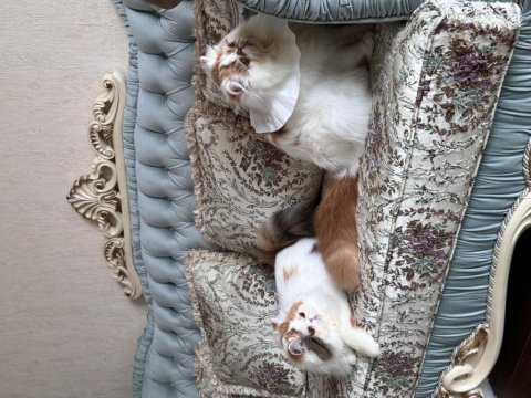 6 aylık dişi iran kedisi