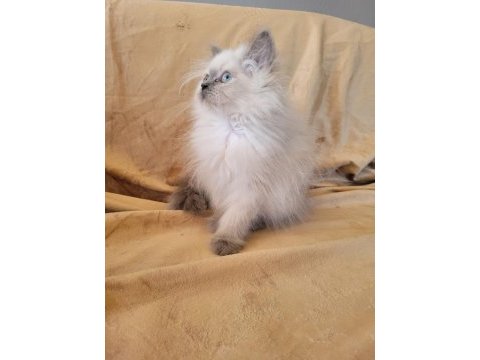 Ayıcık surat kedimi ücretsiz sahiplendirme yapıyorum