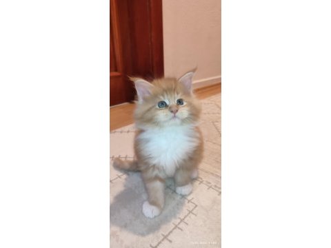 İlloai ve arthur yavruları hepsi şampiyon adayı kediler