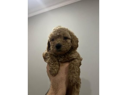 45 günlük poodle yavrular