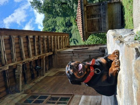 Koca kafalar rottweiler