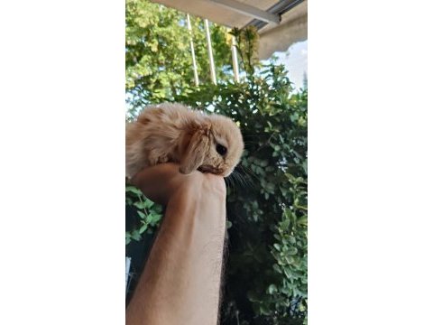 Orjinal cüce dwarf hollanda lop ve teddy lop tavşanlarımız