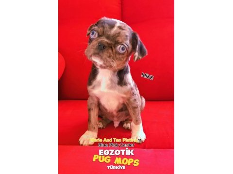 Egzotik renk merle pug mops bebekler