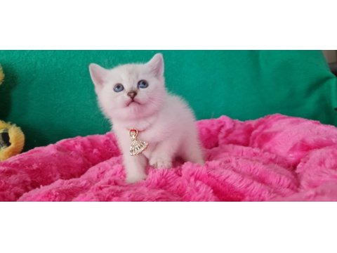 Bluepoint british shorthair dişi yavrumuz gitmeye hazır