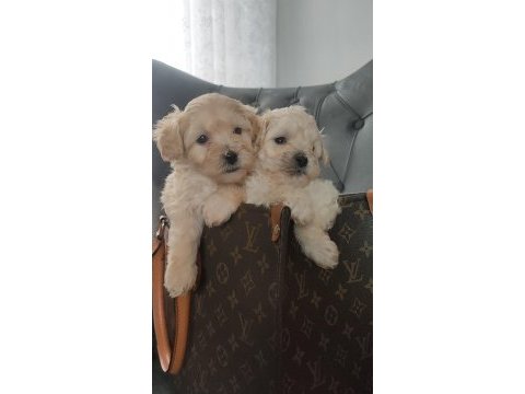 0 numara maltipoo bebekler