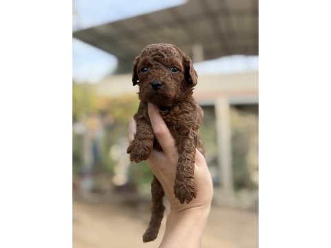 Sevgi ile büyüyen poodle yavrularım yeni ailelerini arıyor