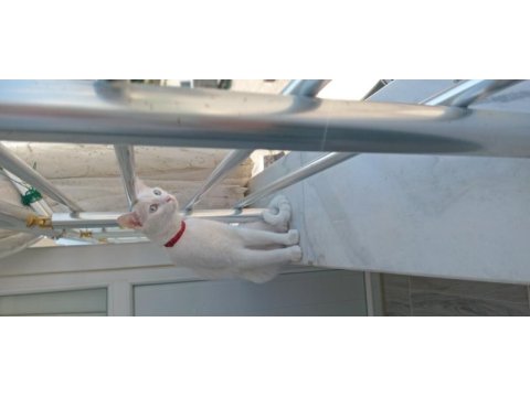 Güzel dişi kedimize yuva arıyoruz
