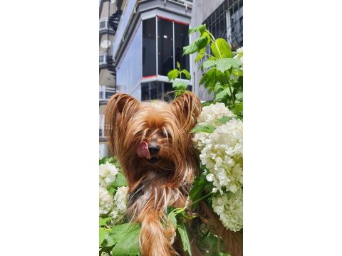 Yorkshire terrier erkek çipli ve sağlıklı