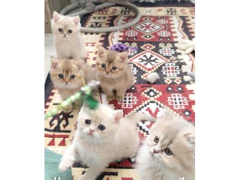 British shorthair ve longhair safkan