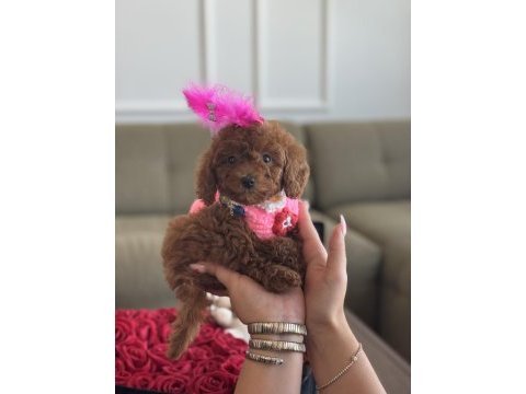 Micro poodle bebeğim luma