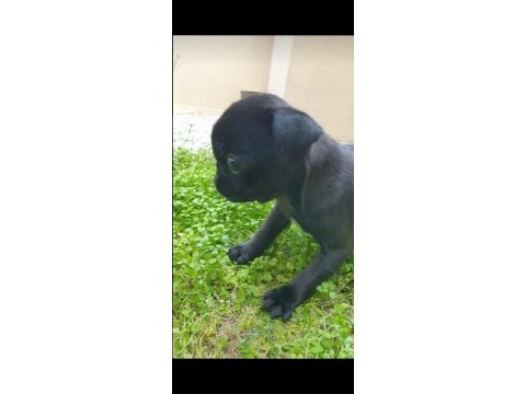 Yavru pug 3 aylık dişi siyah renk