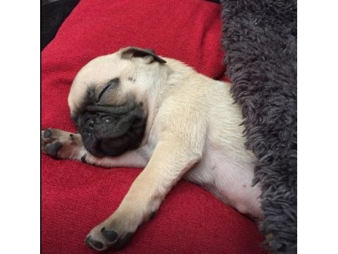 Üst segment gül kuyruk pug mops