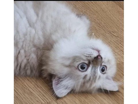 Kedi erkek iki ay iki hafta scottish