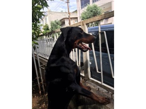 Erkek - dişi european doberman maybach-venüs
