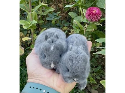 Netherland dwarf hollanda blue cüce tavşanlar
