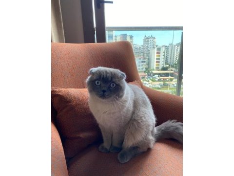 11 aylık yakışıklı scottish fold yeni yuvasını arıyor