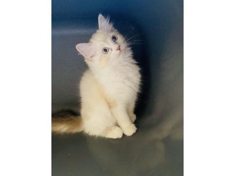 Ragdoll bebekler