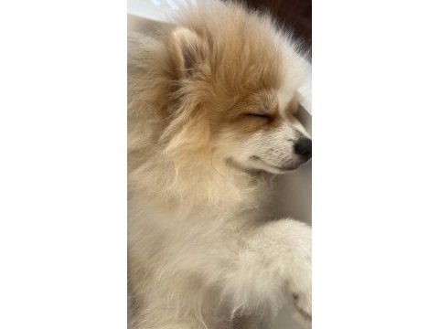 6 aylık aşı ve eğitimleri tam pomeranian boo erkek