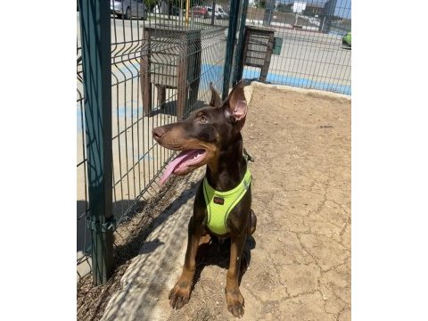 Estetikli doberman