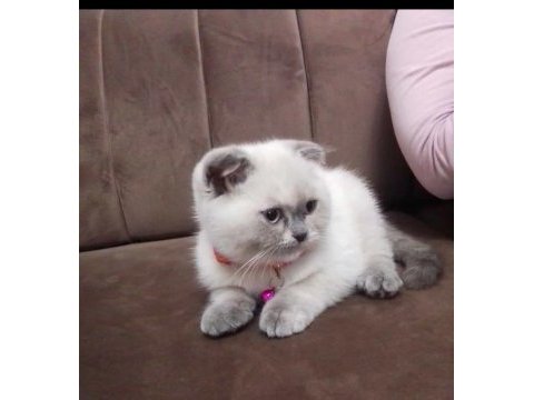 2.5 aylık dişi blue point ayı surat yavru scottish fold
