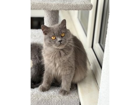 Ücretsiz british longhair kedisi