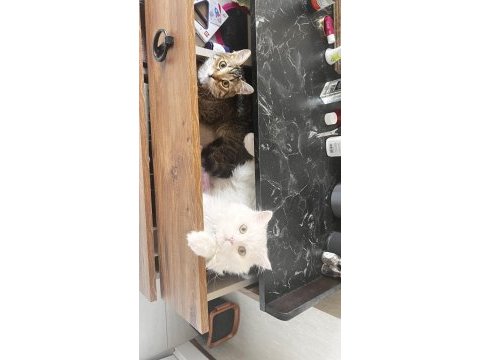 Chinchilla erkek çok uysal sevecen