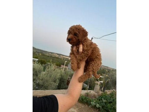 Orjinal toy poodle yavrular izmir