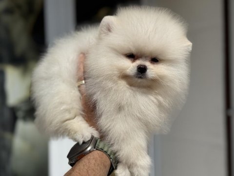 Petmode köpek çiftliğinden tea cup pomeranian