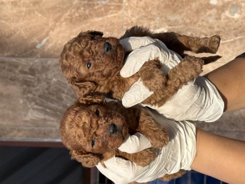 Kore poodle yavrularımız 