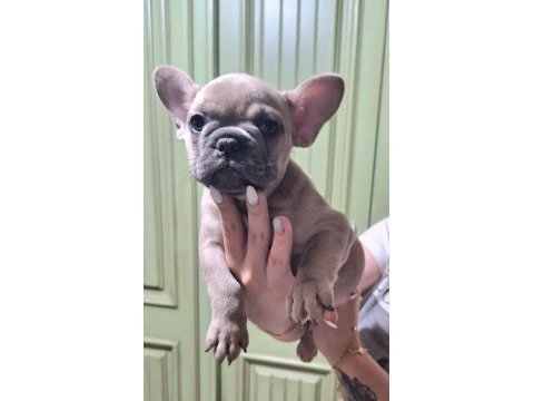 Fawn dişi kalite french bulldog asla tesadüf değildir