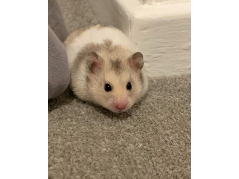 Hamster gonzales yavrularımız heryere gönderim