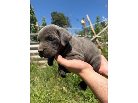 Blue cane corso yavrular ırk sağlık garantili