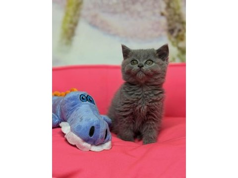 Efsane güzellikte british shorthair prenses