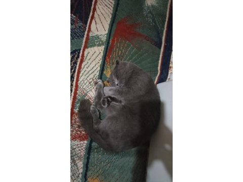 British shorthair kedime yeni yuva arıyorum ücretli!
