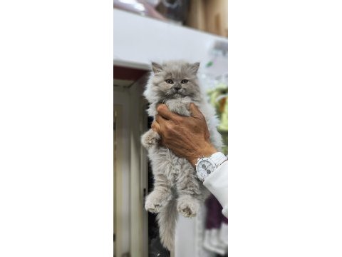 A kalite british longhair