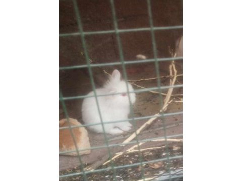 Mini lop tavşanı dişi
