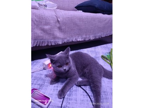 Sahibinden british shorthair